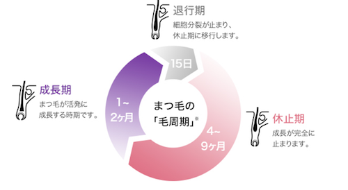まつ毛の毛周期